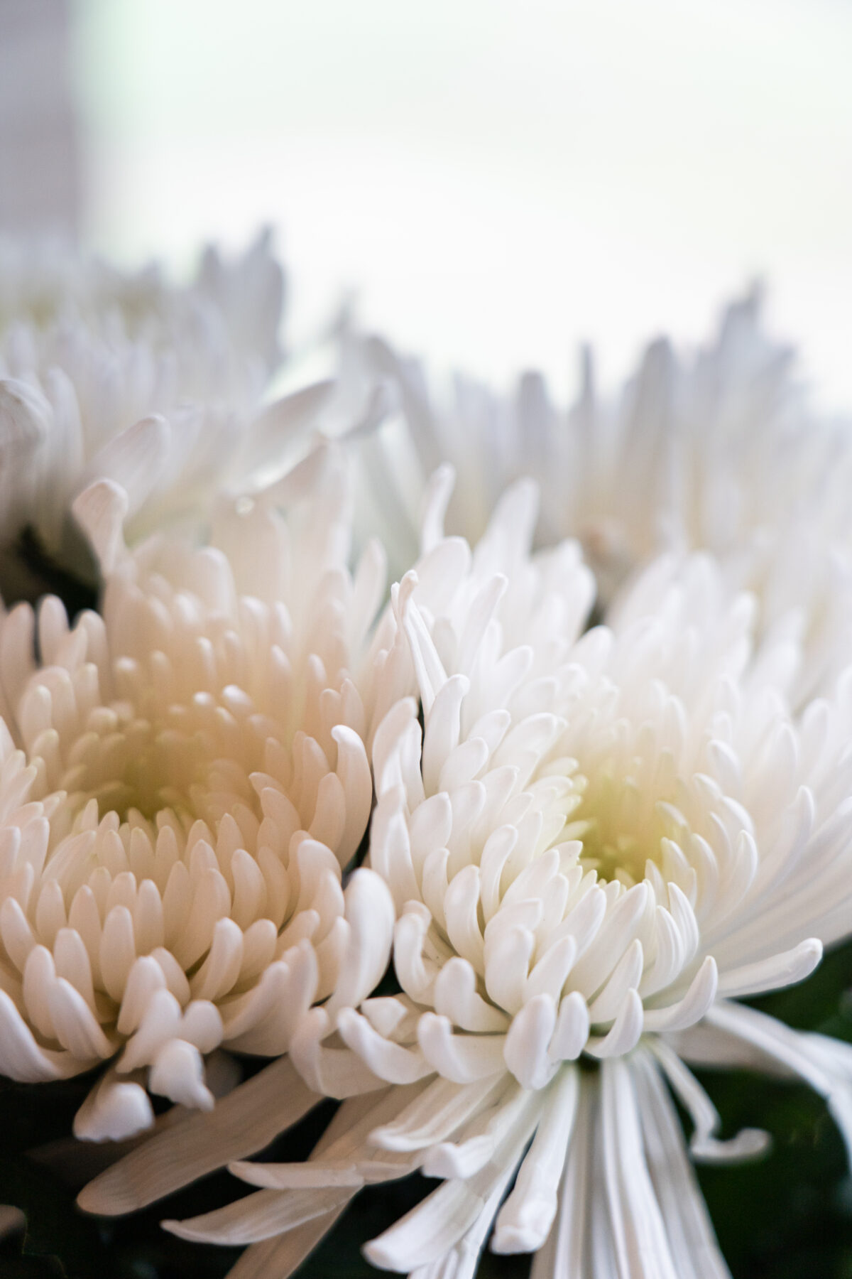 Blumen im Gastzimmer